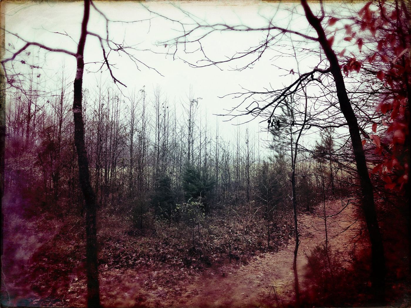 Red-tinted branches against a pale sky