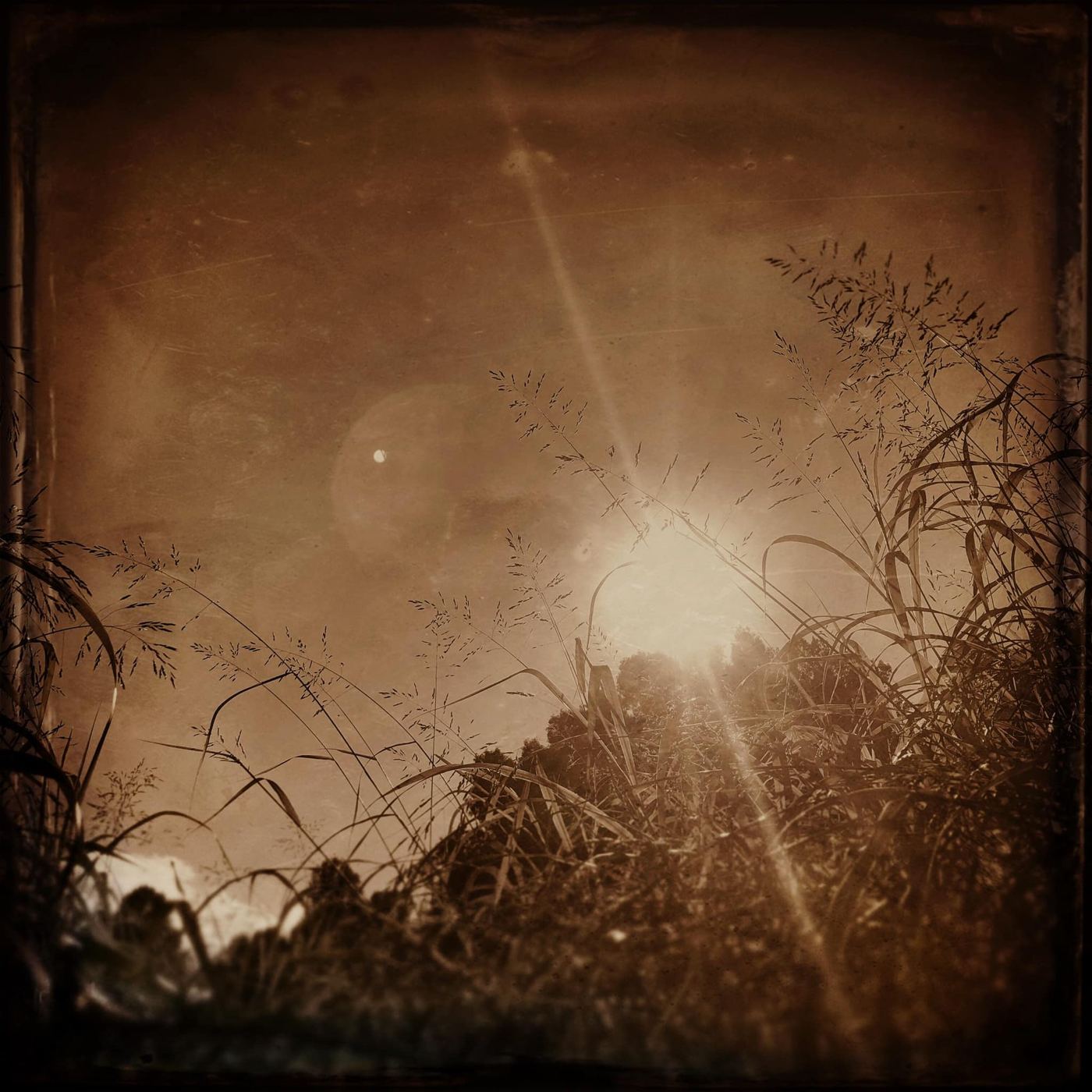 The sun breaking through grasses in brown light