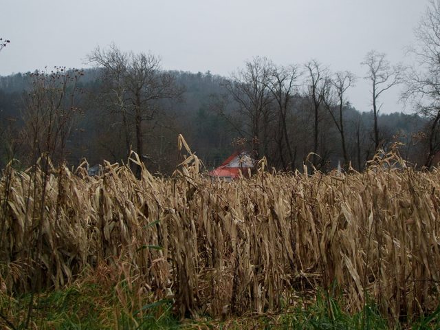 Dry corn stalks before a hillside