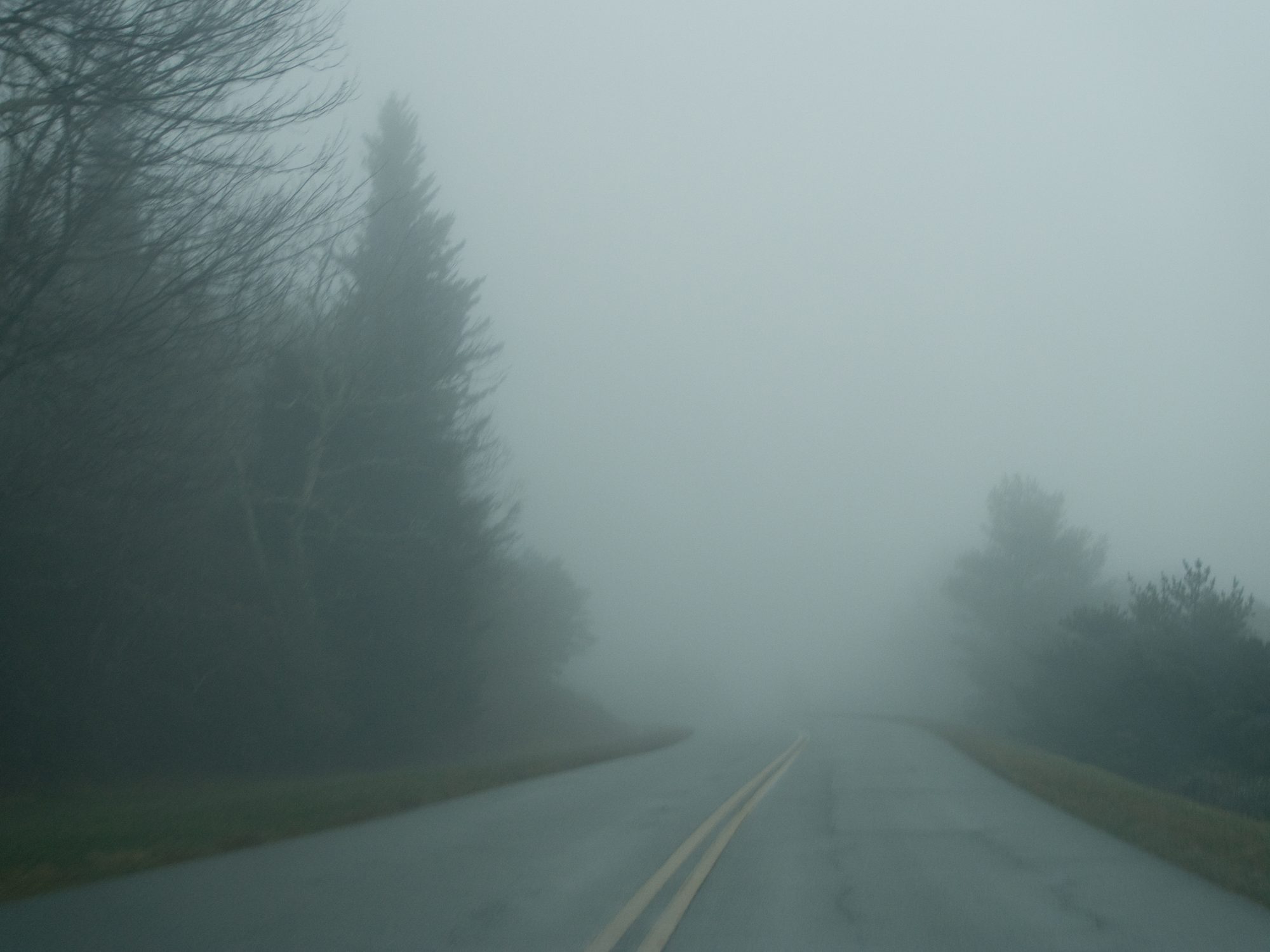 A road vanishing into fog between dark trees