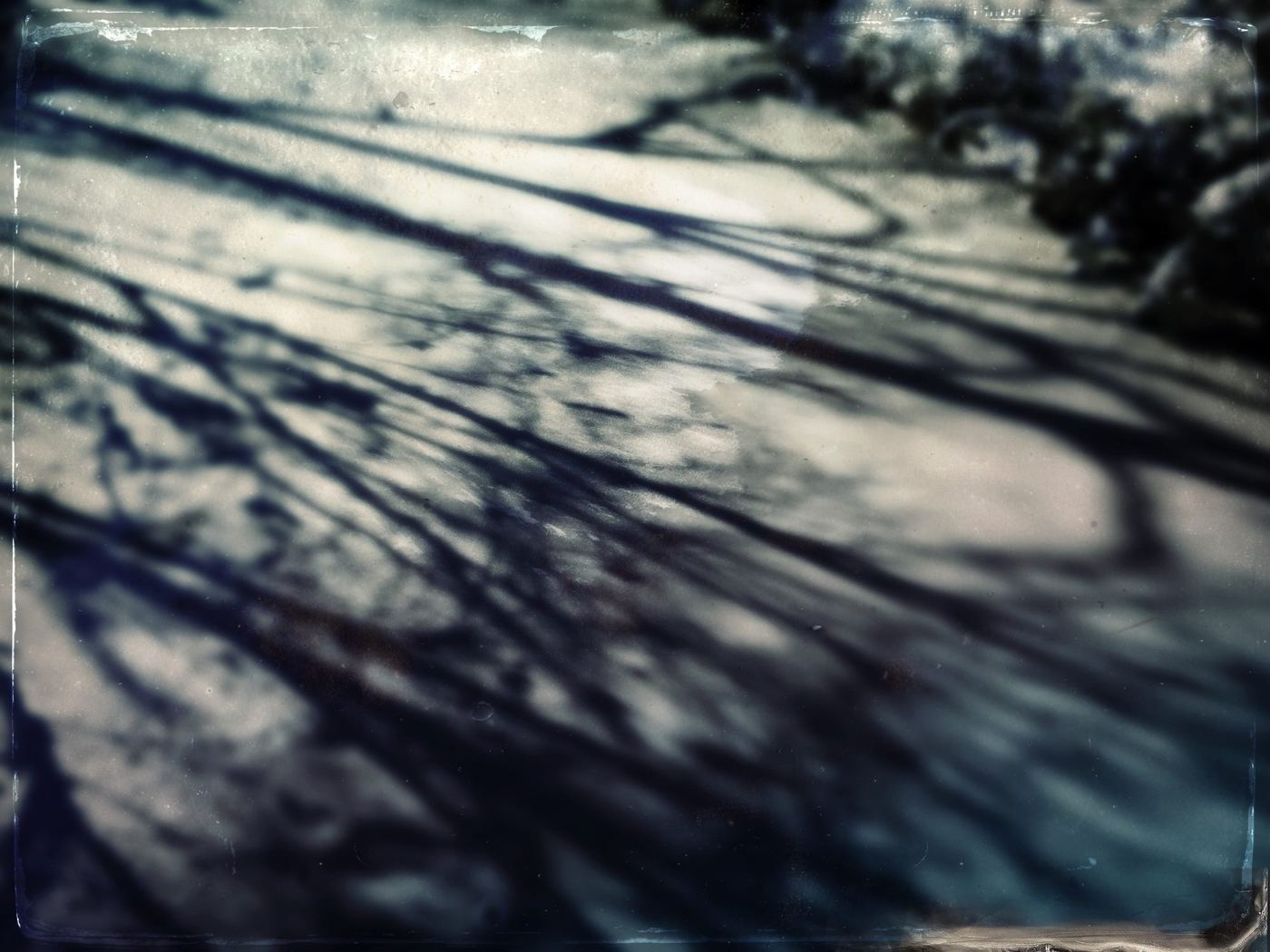 Tree shadows across blue snow