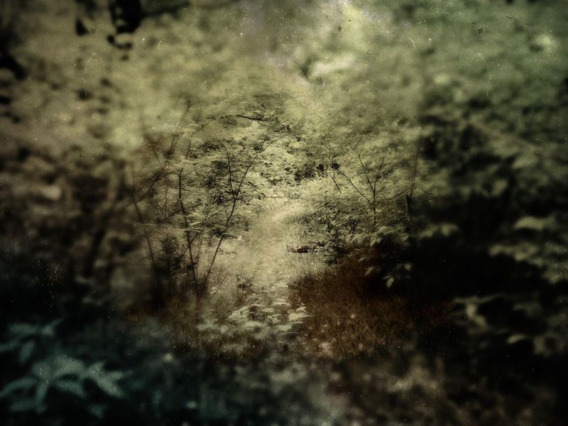 Green-gold woods in soft focus