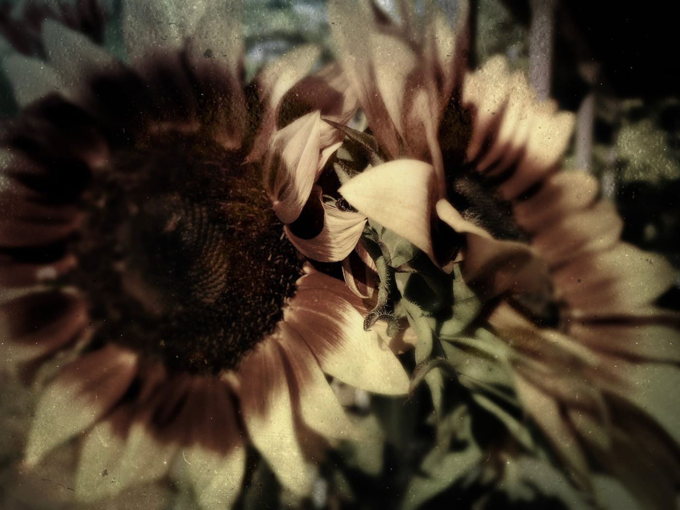 A sunflower turned in sepia light