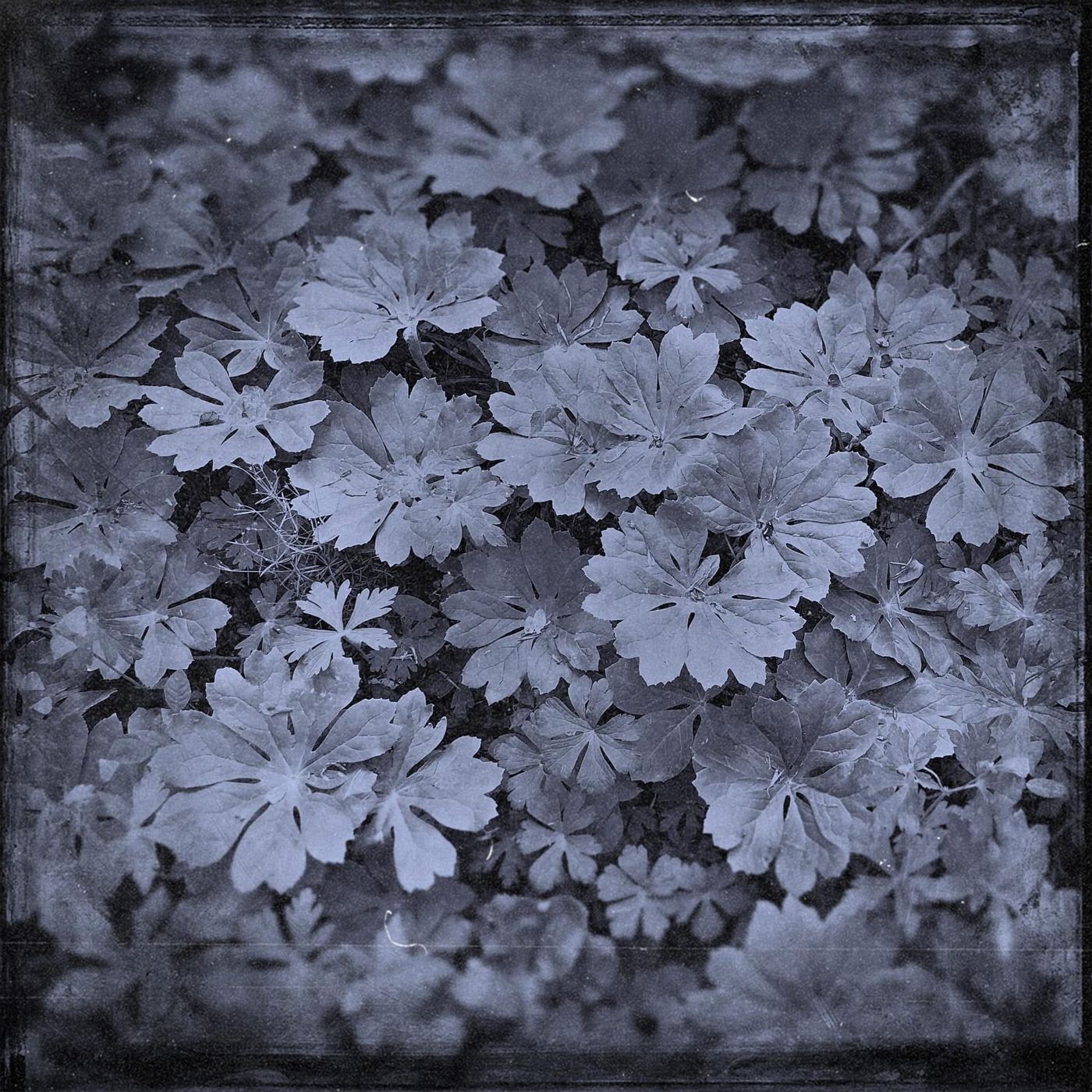 Mayapple leaves in lilac grey