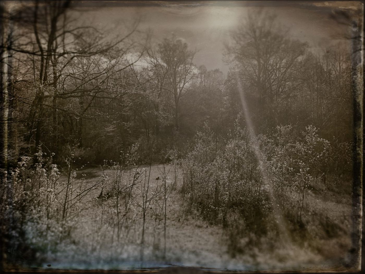 Light falling across a sepia field