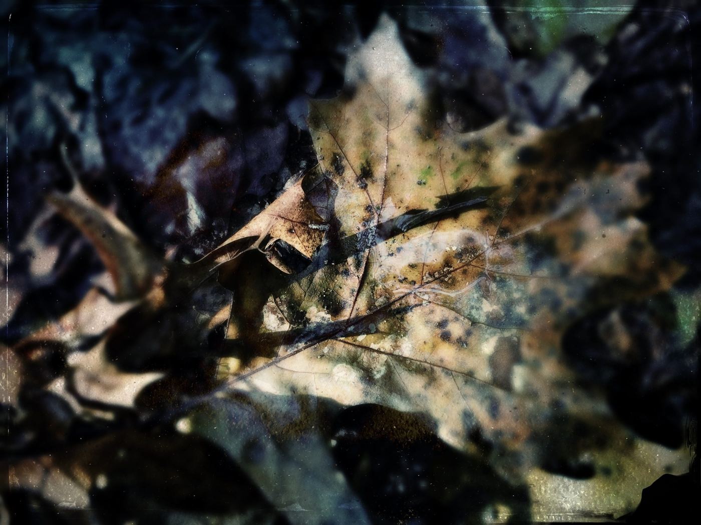 A dry leaf in shadow