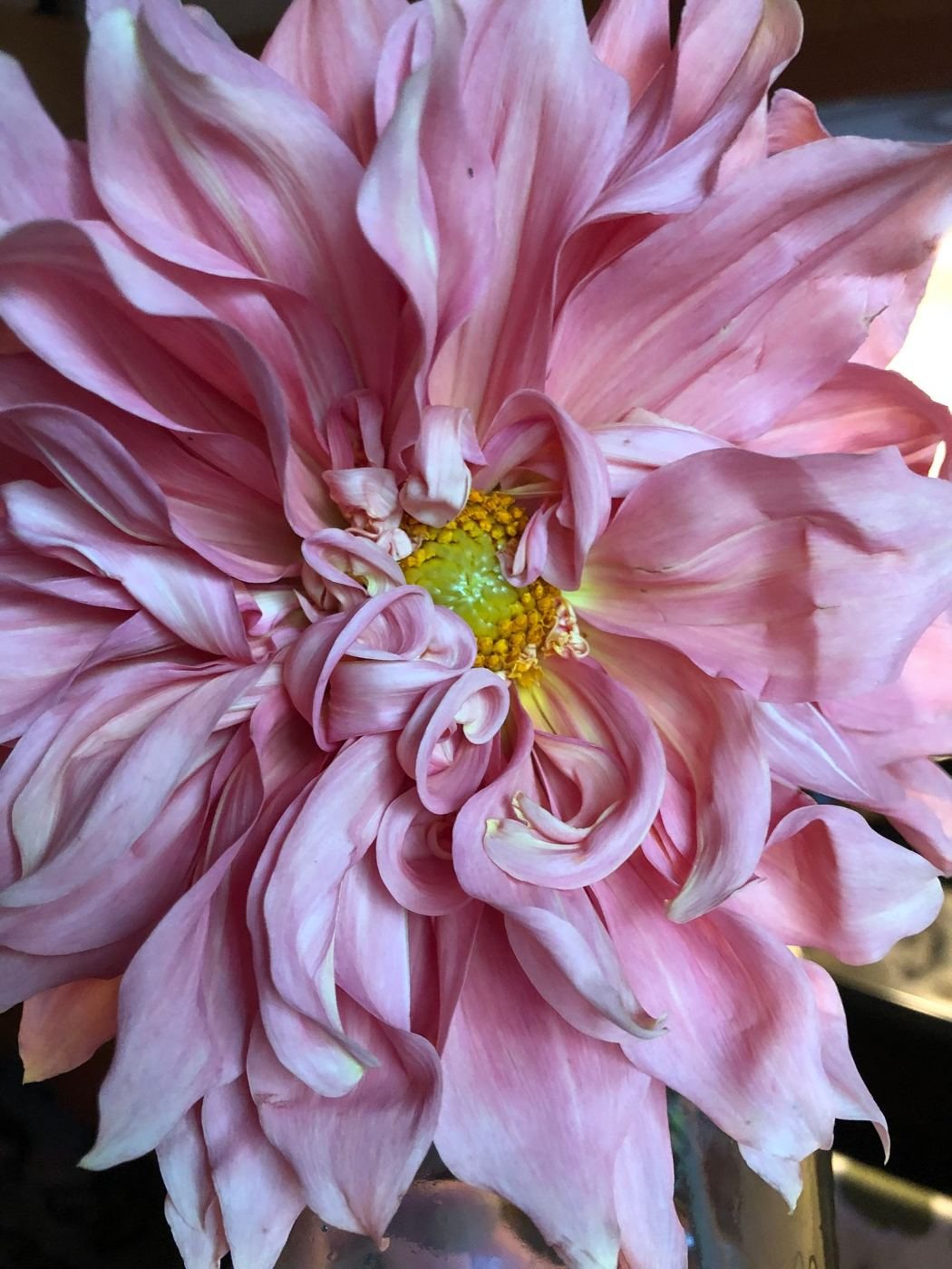 A pink dahlia