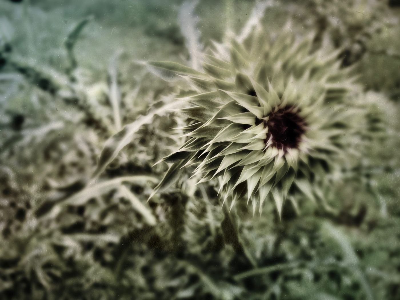 A thistle among grasses