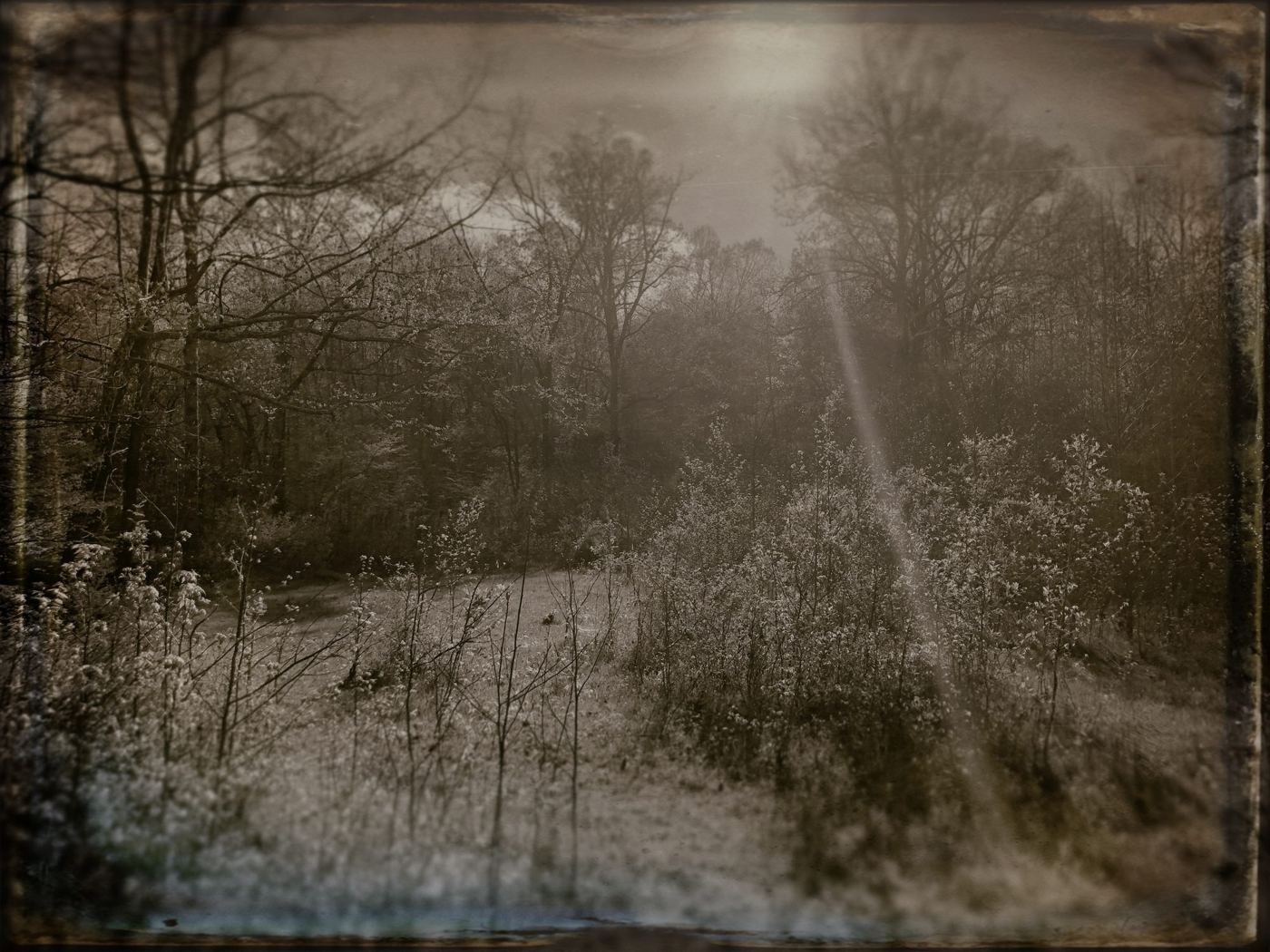 Light falling across a sepia field