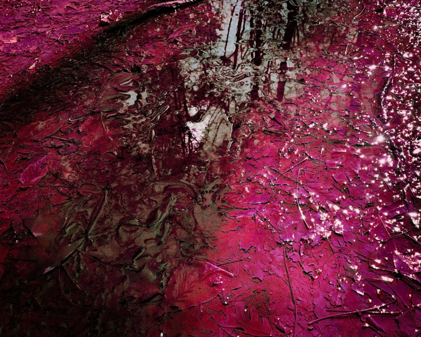 Red and magenta leaves on wet ground