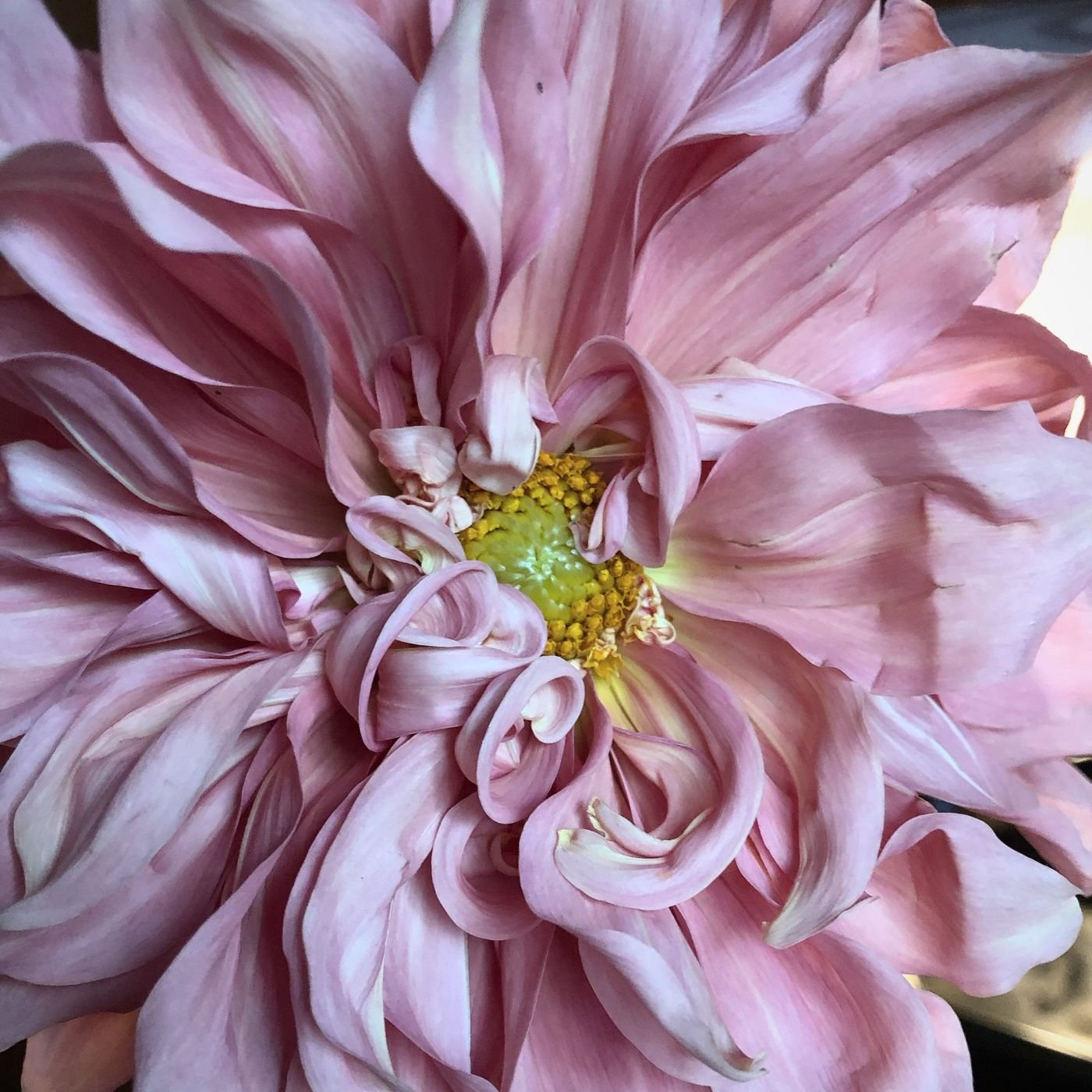 A pink dahlia, its yellow center open